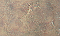 Bisque